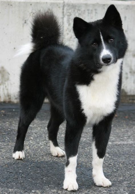 Top 7 Rarest Dog Breeds You Might Not Know About | PetPress Russian Bear, Karelian Bear Dog, Rare Dogs, Rare Dog Breeds, Dogs Breeds, Guard Dog, About Dogs, Love My Dog, Bear Dog