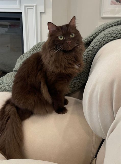 Dream's Cat, Long Haired Cats, Silly Cats Pictures, Brown Cat, Cat Boarding, Fluffy Cat, Cat Person, Cat Aesthetic, Silly Cats