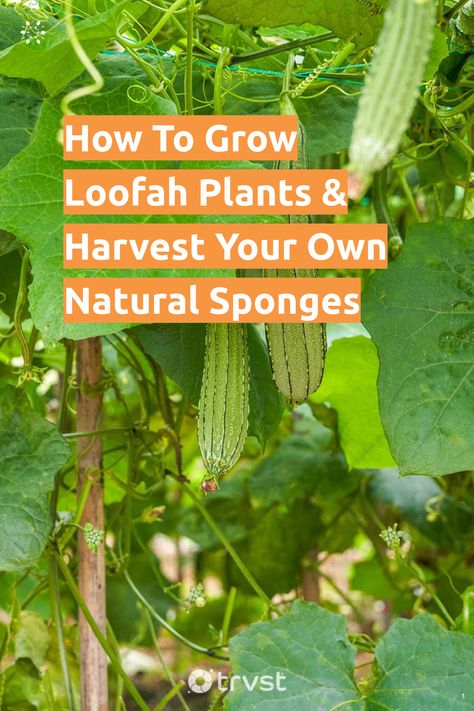 How To Grow Loofah Plants & Harvest Your Own Natural Sponges Grow Loofah, Luffa Plant, Loofah Plant, Natural Bathroom, Ayurvedic Healing, Natural Loofah, Natural Sponge, Loofah Sponge, Grow Plants