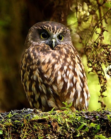 Morepork Owl (Ruru morepork) native to New Zealand Awesome Owls, Owl Photos, Hoot Owl, Owl Pictures, Beautiful Owl, Barn Owl, Birds Of Prey, In The Forest, 귀여운 동물