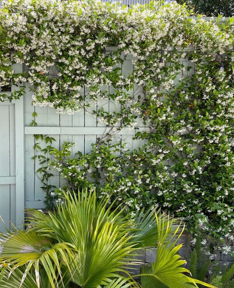 Star Jasmine - Plant Growing & Care Guide | Young House Love Star Jasmine In Pots, Jasmine Plant Climbing, Star Jasmine Trellis, Jasmine Trellis, Chameli Flower, Star Jasmine Vine, House Trellis, Jasmine Tree, Carolina Jasmine