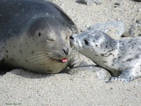 Seal Photo, Mom Photo, Harbor Seal, Cute Seals, Baby Seal, Sea Otter, Silly Animals, Marine Animals, Sea Lion