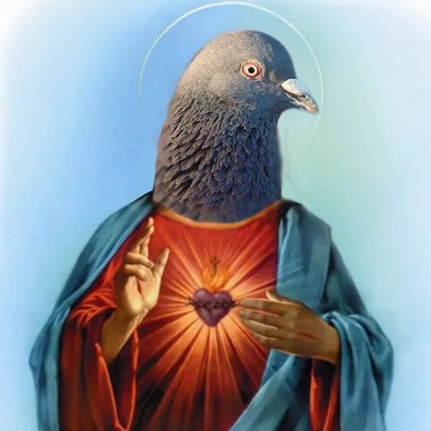 Pigeon Meme, Peace Pigeon, Cute Pigeon, Pigeon Pictures, Scary Dogs, Scary Art, Jesus Pictures, Funny Animal Pictures, Otters