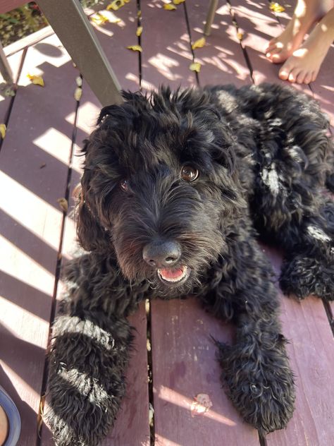 Sheepadoodle Black, Labradoodle Black, Goldendoodle Black, Black Labradoodle, Puppies Tips, Very Cute Puppies, Cockapoo Puppies, Australian Labradoodle, Portuguese Water Dog