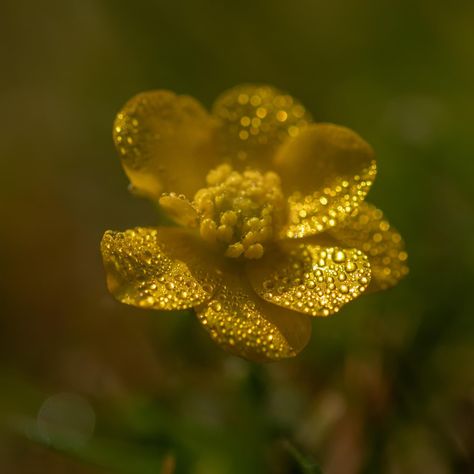 Dew Drops Aesthetic, Morning Dew Aesthetic, Dew Aesthetic, Free Verse Poems, Free Verse, Skin Detox, Morning Dew, Dew Drops, Forest Flowers