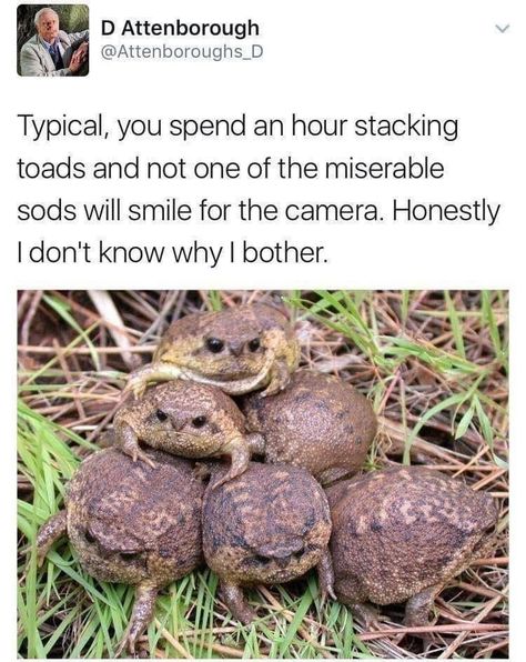 Apartment Patio, Funny Photography, Cute Frogs, What’s Going On, Toad, 귀여운 동물, Animal Memes, Cute Funny Animals, Funny Cute