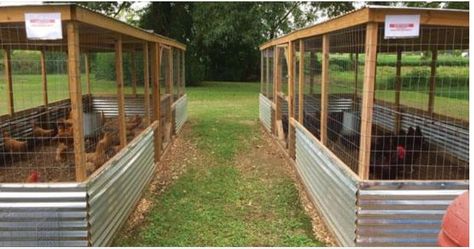 Divided Chicken Coop Room Dividers, Breeding Pens For Chickens, Chicken Breeding Pens, Chicken Breeding Pens Ideas, Poultry Breeding Pens, Poultry Farm Buildings, Reban Ayam, Poultry Farm Design, Chicken Coop Garden