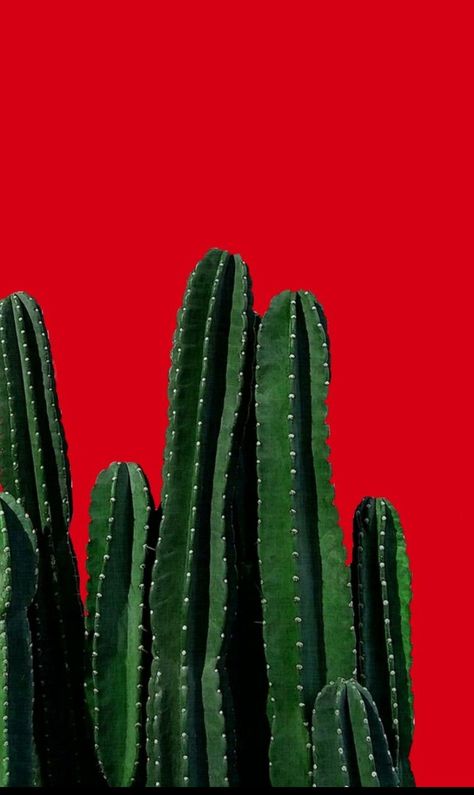 Mobile Wallpaper, Cactus Plants, Cactus, Wallpapers, Iphone, Plants, Green, Red