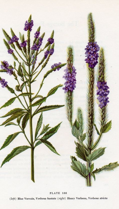 Vervain | Turns back negativity. In love spells: add to recipes to attract mates, find true love, achieve sexual fulfilment, work sexual magick, and for bringing extra bliss on the wedding night. The herb of poets, singers, and bards. Inspires artistry. Instills a love of learning. Best when gathered at Midsummer. Vervain Tattoo, Blue Vervain, Flower Remedy, Witch Garden, Flowers Botanical, Botanical Illustration Vintage, Plant Drawing, Arte Sketchbook, Botanical Drawings