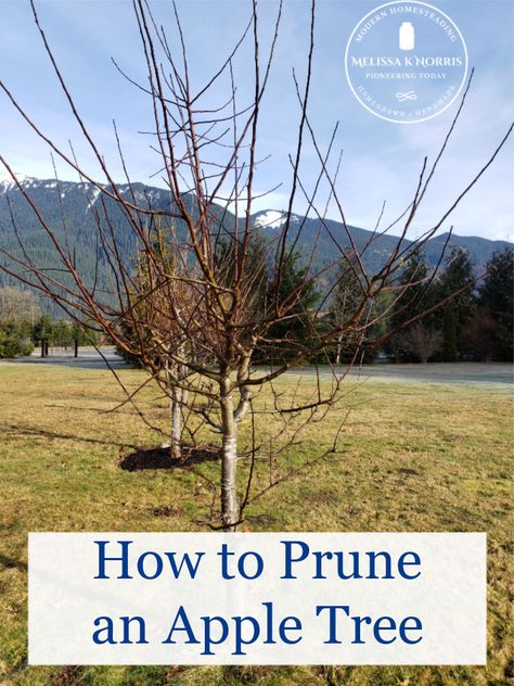 Pruning Apple Trees When, Pruning An Apple Tree, How To Trim An Apple Tree, Pruning Fruit Trees Apples, When To Prune Apple Trees, Pruning Apple Trees Branches, How To Prune An Apple Tree, How To Prune Apple Trees, Apple Tree Pruning