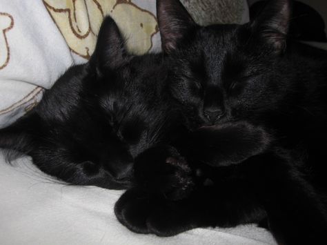 Black cats need love. These cats are beautiful. Incensewoman Two Black Cats, Cats Sleeping, Black Kitties, Black Cat Aesthetic, Crystal Castles, Cat Cuddle, Cute Black Cats, Cat Person, Cat Aesthetic