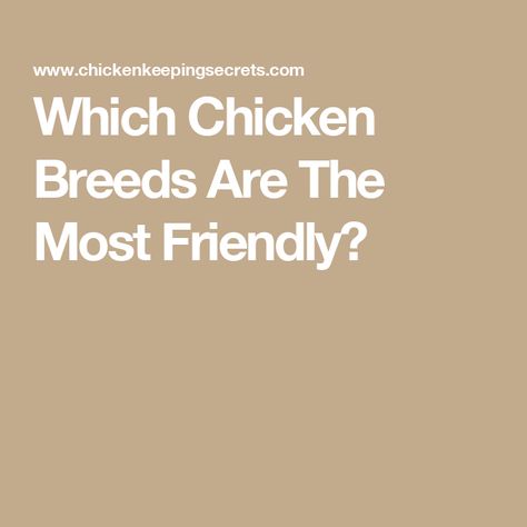 Which Chicken Breeds Are The Most Friendly? Friendly Chicken Breeds, Swedish Flower Hen, Backyard Flocks, Attention Seeking, Chicken Breeds, 1k Views, Chicken Coop, Flocking, The Heat