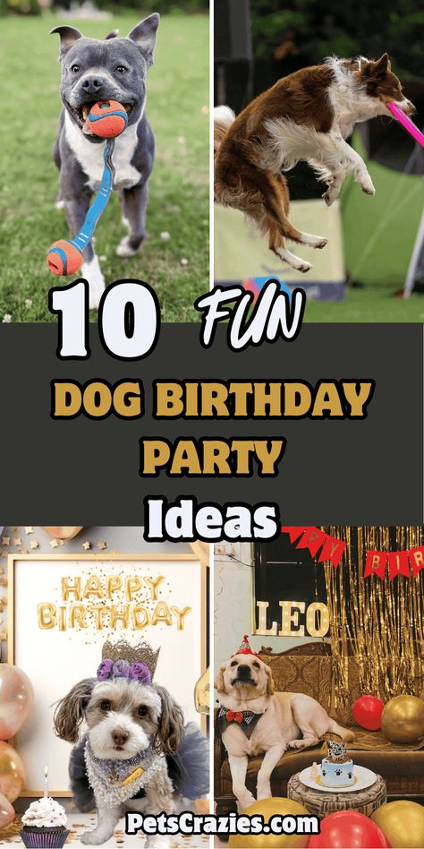 Image showcases four engaging dog birthday party ideas. The text "10 Fun Dog Birthday Party Ideas" is prominently displayed, with a playful and colorful design. The images feature dogs enjoying various activities like playing fetch, catching frisbees, and celebrating with birthday decor. The overall theme highlights fun, excitement, and creativity, making it a great visual inspiration for anyone looking to plan a memorable birthday party for their dog. Birthday Party For Puppy, Dog Park Party Ideas, Ideas For Dogs Birthday, Party For My Dog, Dogs 1st Birthday, Dog Party Ideas Decoration, Birthday Party For Dogs Ideas, Dogs 1st Birthday Ideas, Dog Bday Party Ideas