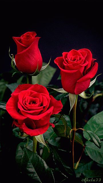 Gif Rose, Roses Only, Rose Flower Wallpaper, Beautiful Red Roses, Flowers Gif, Love Roses, Beautiful Rose Flowers, Love Rose, Morning Flowers