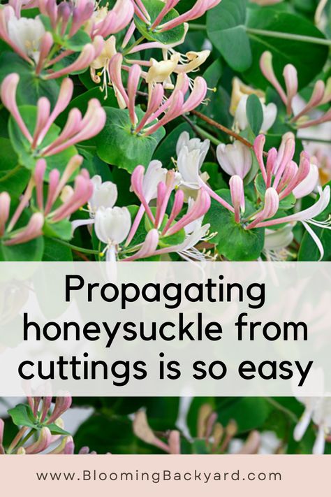 Propagating Honeysuckle Vine, Things To Do With Honeysuckle, How To Propagate Honeysuckle From Cuttings, How To Propagate Honeysuckle, Honeysuckle Planting Ideas, Honeysuckle On Trellis, Honey Suckle Plant Fence, Honeysuckle Photography, Honeysuckle Trellis