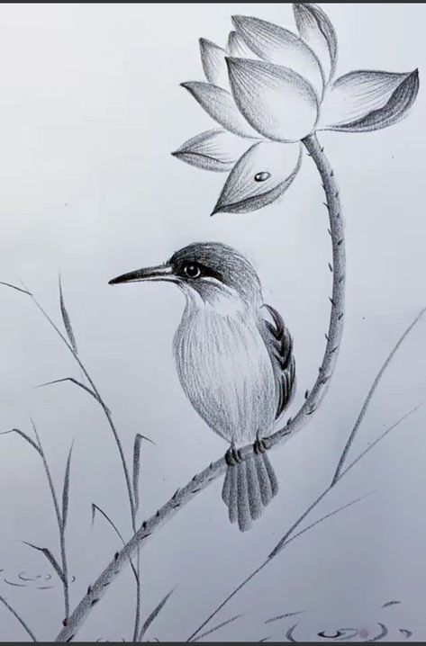 Bird Pencil Drawing, Arte Aesthetic, Pencil Drawings Of Flowers, Pencil Drawing Images, Silent Scream, Pencil Drawings Of Animals, Bird Sketch, Nature Art Drawings, Cool Pencil Drawings