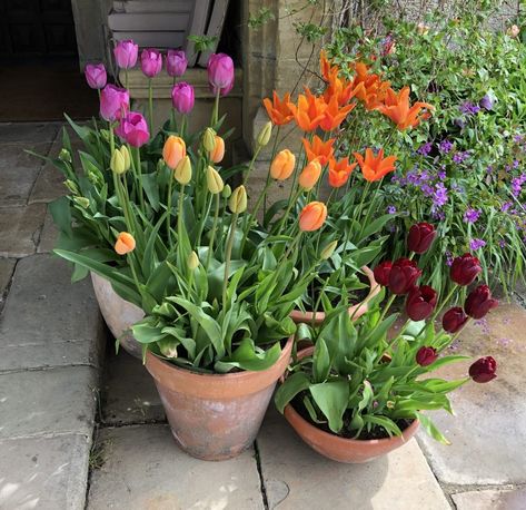 Tulips In Planters, Tulip Planter Ideas, Tulips In Front Of House, Potted Plants On Steps, Tulips In Pots Planters, Tulips Container Garden, Tulips In Pots Ideas, Tulips Planting In Pots, Tulip Container