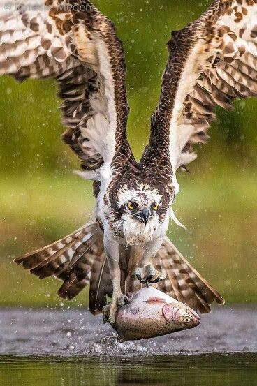 Osprey are excellent at catching fish. Animals In Motion Photography, Flight Photos, Big Birds, Animal References, Beautiful Owl, Birds Of Prey, Bird Photography, Wild Birds, Hawks