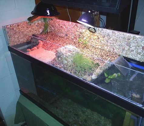 Ok I currently have my two 1.9 inch turtles ( YBS & RES ) in a Juwel Rio 180.  Due to financial restrictions, this tank will be what we use for our turt... Aquriam Ideas, Aquatic Turtle Habitat, Red Ear Slider, Aquatic Turtle Tank, Tortoise Cage, Turtle Tanks, Turtle Enclosure, Turtle Terrarium, Turtle Aquarium