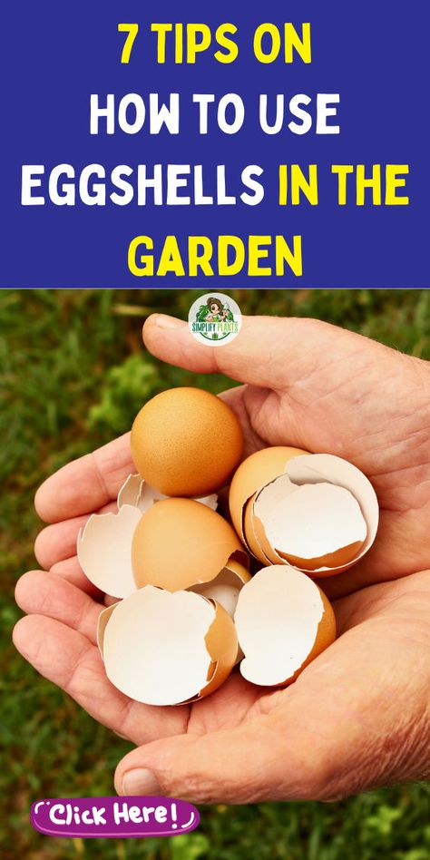 "Discover 7 amazing uses for eggshells in the garden that enhance your organic gardening tips! Learn how to use eggshells in your garden as a natural fertilizer, improving soil health and providing essential nutrients. Perfect for gardening for beginners, these egg shell uses will transform your garden. Explore how to fertilize your garden effectively with eggshell fertilizer and unlock the secrets of sustainable gardening!" How To Use Egg Shells For House Plants, Egg Shells For Plants, Eggshells In Garden, Egg Shells In The Garden, Eggshell Fertilizer, Houseplant Hacks, Egg Shell Uses, Easy Indoor Plants, Shell Diy