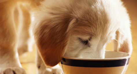 Slideshow: Puppy Care -- From Adoption to Puppy-Proofing Your Home | WebMD Puppy Feeding Guide, Make Dog Food, Puppy Proofing, Golden Puppy, Puppy Food, Labrador Puppy, Healthy Pets, Puppy Care, Dog Feeding