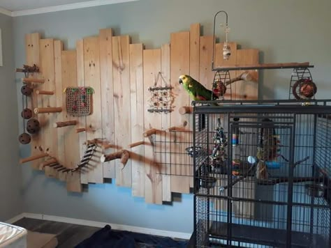 Diy Bird Room, Parrot Room Ideas Pet Birds, Diy Parrot Perch, Diy Parrot Cage, Budgie Room, Bird Room Ideas Diy, Indoor Bird Room Ideas, Bird Room Ideas, Parrot Room