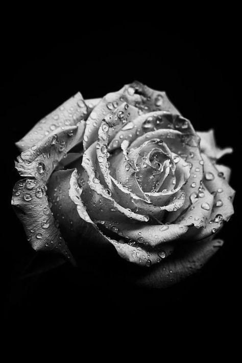 dark and wet... Black And White Roses, Rosé Black And White, Insect Photography, Black Background Photography, Black And White Flowers, Artist Models, Photo B, Macro Photos, Photo Series