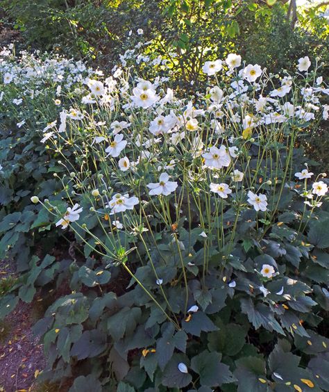 Anemone Japonica Honorine Jobert, Anemone Honorine Jobert Combination, Anemone Honorine Jobert, Anemone Japonica, Variegated Hosta, Japanese Anemone, Chicago Botanic Garden, Moon Garden, Peonies Garden