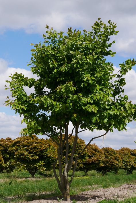 Parrotia persica | Persian ironwood - Van den Berk Nurseries Parrotia Persica, Vertical Forest, Specimen Trees, Garden Types, Ground Level, Rural Area, Roof Garden, Private Garden, Types Of Soil