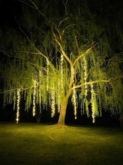 Tree String Light, Fairy Tree Lights, Magic Willow Tree, Magical Willow Tree, Willow Tree With Lights, Lights On Trees Outside, Tree Decorations Outdoor Wedding, Lights Hanging From Trees, Chandelier In Tree