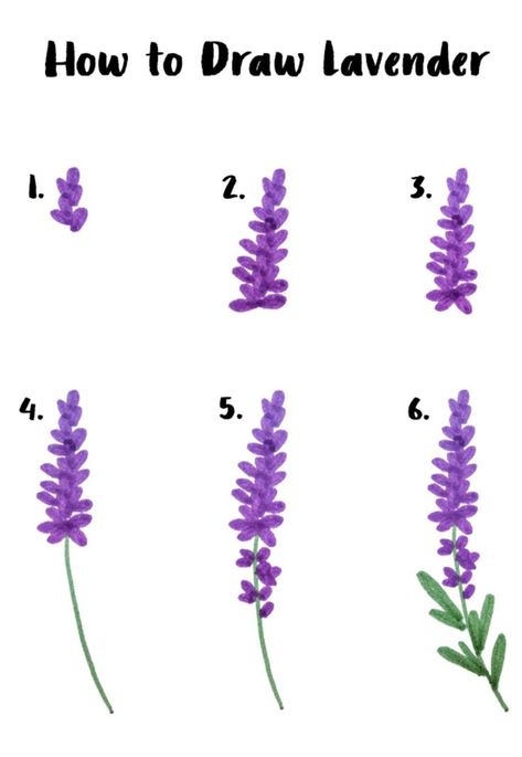 Easy six step lavender drawing | drawings inspirational | cool art | cool drawings | doodle drawings | what to draw | drawing tutorials | drawings beautiful | artsy drawings | how to draw stuff | nature drawings | pretty things to draw | how to draw flowers Lavender Sketch Drawings, Flowers Drawing Easy Step By Step, Easy Flower Sketches Step By Step, Easy Plant Sketches, How To Paint Wildflowers Easy, Drawing Plants Easy, Draw Lavender Step By Step, Plant Drawing Step By Step, How To Draw Lavender