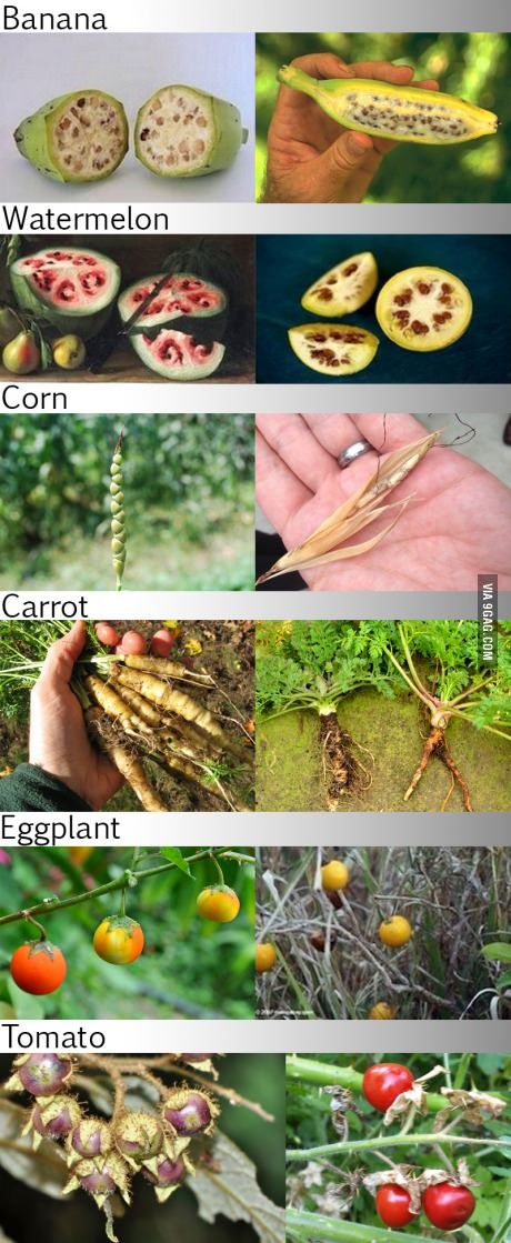 Foods before GMO and selective breeding. Uber Humor, Plant Breeding, Selective Breeding, Funny Sites, Landscaping Company, Science Facts, Food Facts, Urban Farming, Food Humor