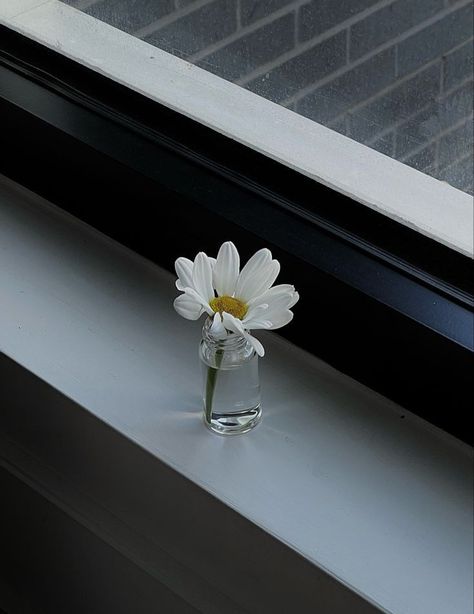 Bloom Aesthetic, Minimal Pictures, Simplicity Photography, Minimalism Aesthetic, Glass Photography, Daisy Art, Photos Aesthetic, Daisy Wallpaper, Minimal Photography