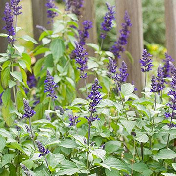 'Mystic Spires Blue' Salvia  Name: Salvia 'Mystic Spires Blue'  Size: To 18 inches tall and 24 inches wide  Zones: 7-10, but many gardeners grow it as an annual.   Grow it with: Contrast this variety's rich blue flowers and upright habit with a silvery skirt of trailing licorice plant South Texas Landscaping, Shrubs Shade, Salvia Plants, Texas Landscaping, Texas Plants, Texas Native Plants, Garden Shade, Garden Container, Garden Herbs