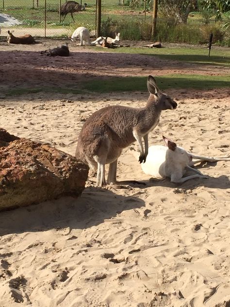 Caversham Wildlife Park Caversham Wildlife Park, Wildlife Park, Western Australia, Perth, Kangaroo, Australia, Animals