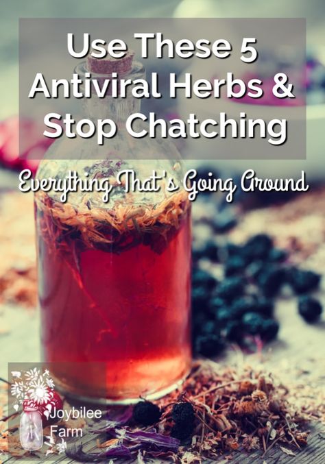 5 Antiviral herbs to combine in a tincture and boost your immune system. It combines the beneficial properties of echinacea tincture and elderberry tincture with antiviral herbs to ward off illness. #tincture #herbs #diyherbal Tincture Storage Ideas, Usnea Tincture, Antiviral Herbs, Echinacea Tincture, Homeopathic Recipes, Elderberry Tincture, Medicine Recipes, Herb Guide, Herbal Vinegar