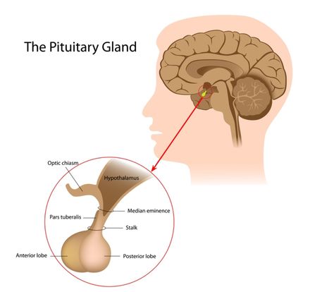 Organs And Their Functions, Pituitary Gland Tumor, Anatomy Notes, The Endocrine System, Laughter Yoga, Pituitary Gland, Heart Brain, Biology Art, Nursing School Survival