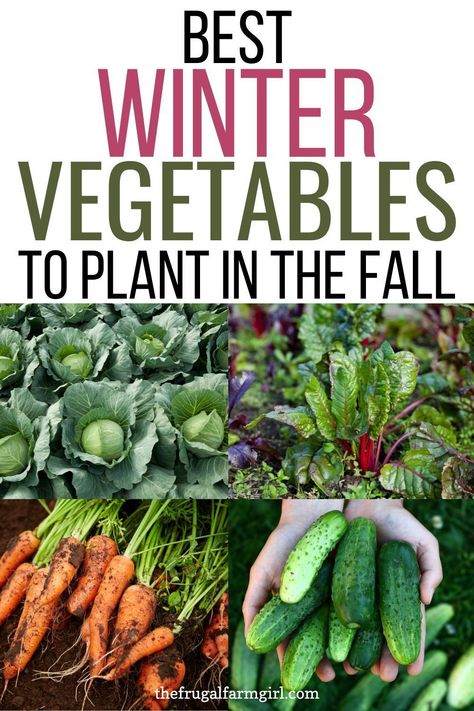 Winter Planting, Best Vegetables To Grow, Vegetables To Plant, Frugal Gardening, Winter Veggies, Best Vegetables, Vegetables To Grow, Winter Vegetables Gardening, Winter Greens