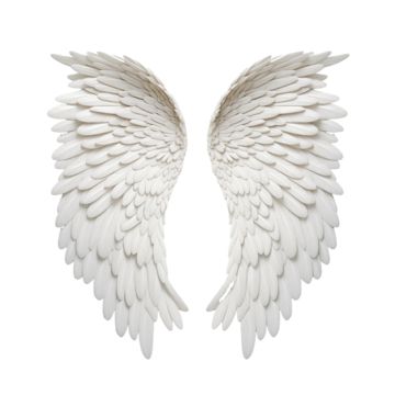 wing,angel,white,flying,fantasy,bird,fly,feather,two,flight,isolated,cut-out,element,fluffy,heaven,decoration,2,elegance,color,fashion,devil,big,freedom,concept,part,animal,nature,cute,hawk,shape White Png Transparent, Angel Wings Png, Fantasy Bird, Wing Angel, Wings Png, White Angel Wings, White Png, Father Images, Film Photography Tips