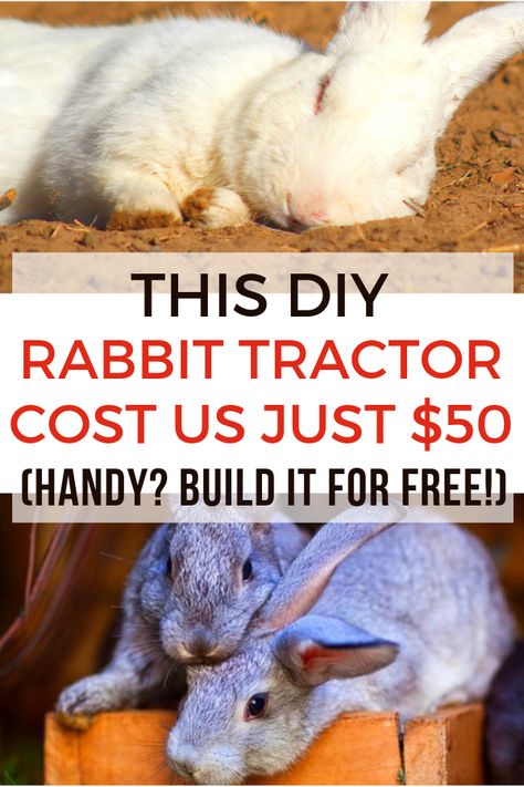 Colony Rabbit Housing, Rabbit Farming Ideas, Rabbit Colony Set Up, Rabbit Colony Ideas, Rabbit Barn Ideas, Rabbit Run Ideas, Colony Rabbits, Rabbit Knowledge, Homestead Beginner