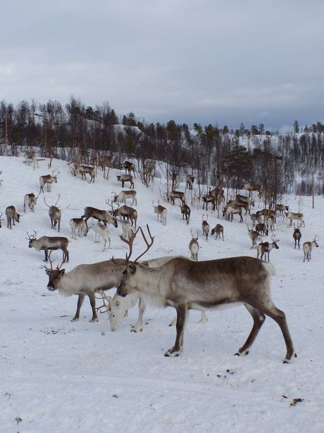 Reindeer Farm, Deer Species, Adventure Magazine, Winter Photo, Most Beautiful Dresses, Whitetail Deer, Winter Wonder, On The Red Carpet, Winter Aesthetic