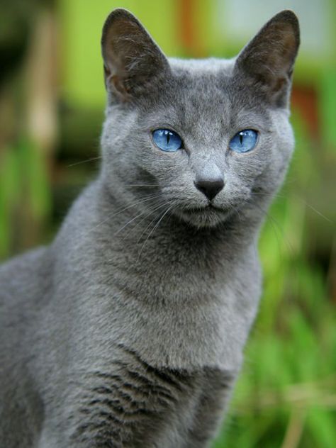 Sagestar, tom, founder and current leader, 9/9 lives left, loyal, brave, and kind, but fierce when angry. No mate or kits. Me Russian Cat, Nebelung, American Bobtail, Korat, Cat With Blue Eyes, Russian Blue Cat, Image Chat, Gray Cat, Cat Pose