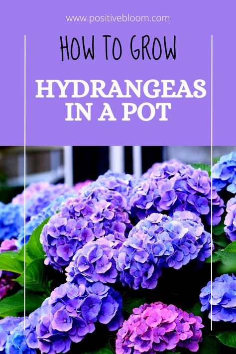 Read on and discover how to plant and grow a hydrangea in a pot, from choosing the ideal planter and variety to overwintering and repotting tips. Potted Hydrangeas On Porch, Hydrangea In A Pot, Can You Grow Hydrangeas In A Pot, How To Care For Hydrangeas In A Pot, Potted Hydrangea Patio, Hydrangea Planter Ideas, Hydrangea Pots, Growing Hydrangeas In Pots, Planting Hydrangeas In Pots