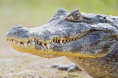 Profile of a caiman Crocodile Rock, Saltwater Crocodile, American Alligator, Anime Animals, Crocodiles, Reptiles And Amphibians, Amphibians, Reptiles, Animals And Pets