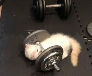 A Gym, White Cat, A Cat, Gym, White