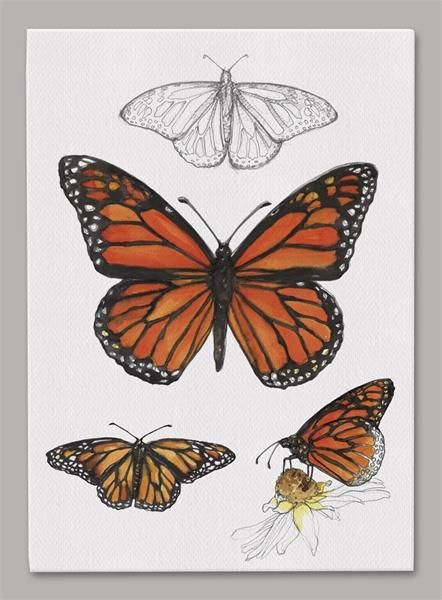 Monarch Butterfly 5x7 Canvas | Studio M Outdoor Butterfly Habitat, Monarch Butterflies, Color Water, Colour Pencil, Flower Sketches, Butterfly Pictures, Butterfly Drawing, Bird Gifts, Ballet Beautiful