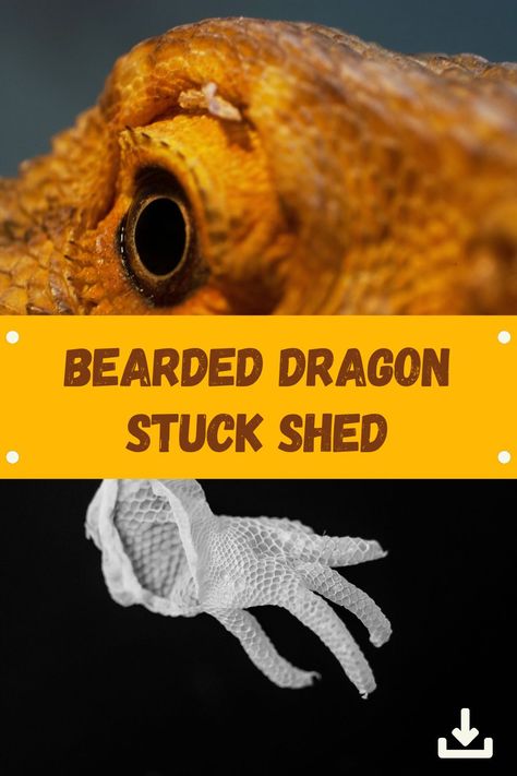 Are you dealing with a stuck shed on your bearded dragon? Don't pull it off! Click through to learn how to handle stuck sheds on your pet. Bearded Dragon Shedding, Terrarium Care, Bearded Dragon Enclosure, Bearded Dragon Habitat, Reptile Care, Bearded Dragon Care, Bearded Dragon, Terrarium, How Can