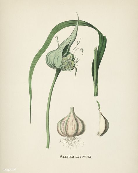 Public Domain | Garlic (Allium sativum) illustration from Medical Botany (1836) by John Stephenson and James Morss Churchill. Restaurant Graphics, Allium Sativum, Herb Prints, Botanical Print Set, Vintage Botanical Prints, Vintage Botanical, Churchill, Society6 Art, Botanical Illustration