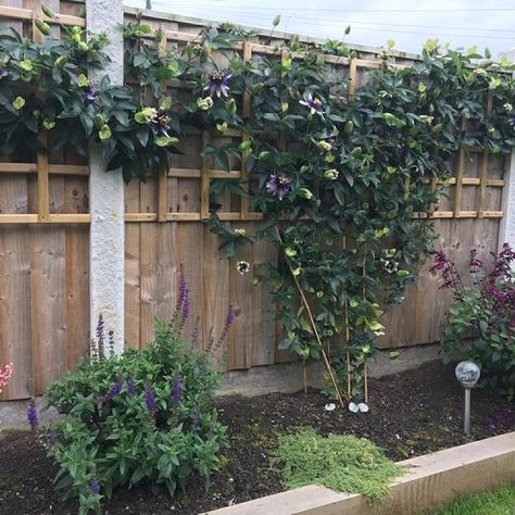 Passion Fruit Landscaping, Climbing Passion Flower, Passionfruit Vine Fence, Passion Fruit Garden Ideas, Passionfruit Plant Trellis, Passionfruit Vine Trellis Ideas, Trellis For Passion Fruit, Passionfruit Vine Trellis, Passion Flower Trellis