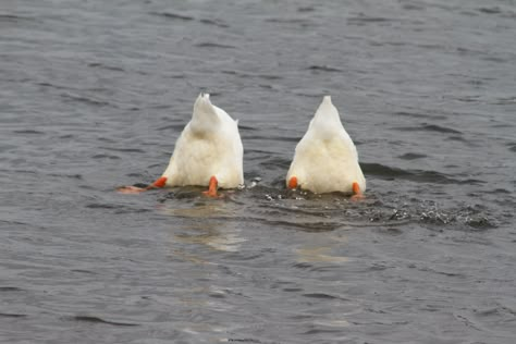 Duck Boots Outfit Winter, Duck Mood, Ducks In Love, Duck Photos, Duck Aesthetic, Duck Boots Outfit, 2 Ducks, Duck Nail, Ducky Duck